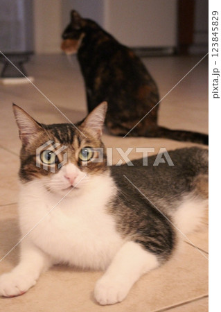 猫 123845829
