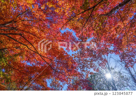 青空バックに見上げるちょうど見頃のカラフルなモミジの紅葉と光条のコラボ情景 123845877