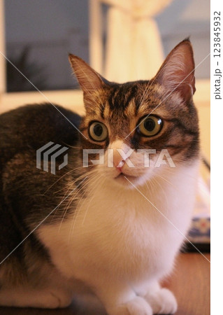 猫 猫 123845932