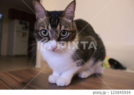 猫 123845934
