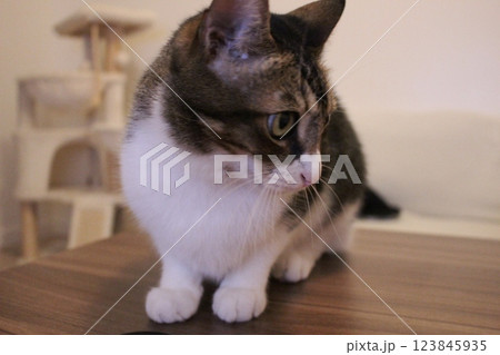 猫 猫 123845935