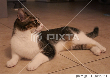 猫 123845941