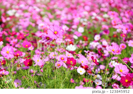 可愛い　コスモスの花 123845952