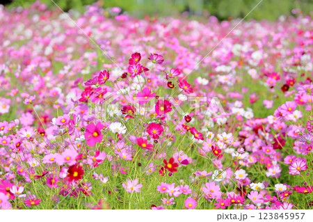 可愛い　コスモスの花 123845957