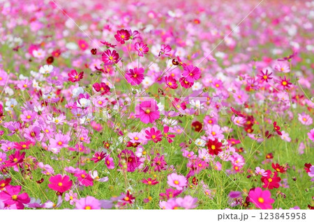 可愛い　コスモスの花 123845958