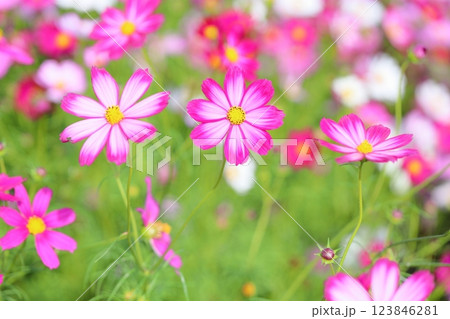 可愛い　コスモスの花 123846281