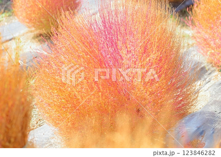 コキア　色づく　紅葉 123846282