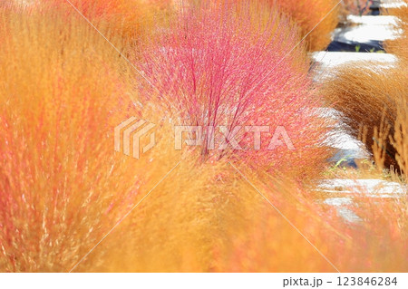 コキア　色づく　紅葉 123846284