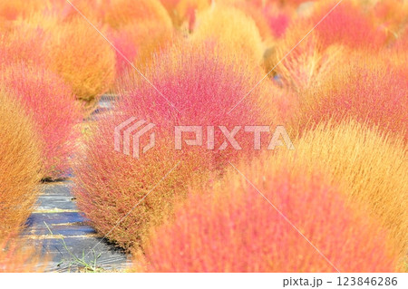 コキア 色づく 紅葉 コキア 色づく 紅葉 123846286