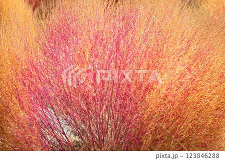 コキア　色づく　紅葉 123846288