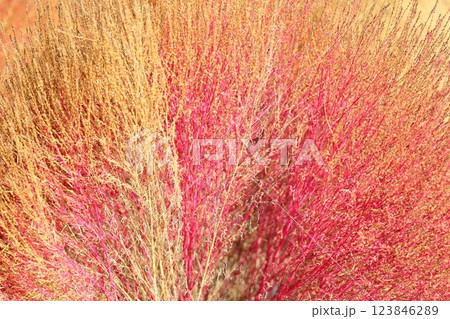 コキア　色づく　紅葉 123846289