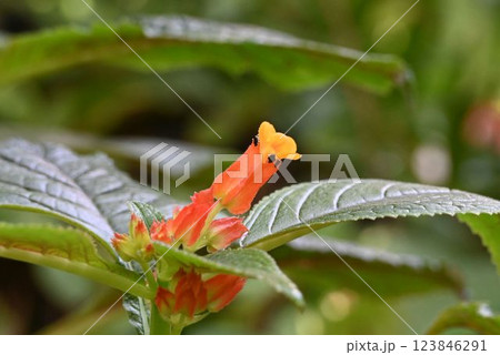 西インド諸島原産の筒状のオレンジ色の花が綺麗なベゴニアの仲間のクリソテミス・ブレケラ 123846291