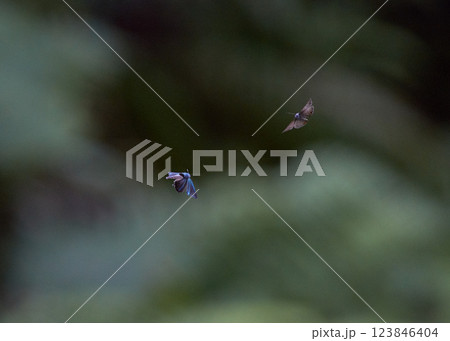 ミドリシジミのなかま ミドリシジミのなかま 123846404