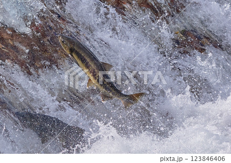 サケ 遡上 跳ねる サケ 遡上 跳ねる 123846406