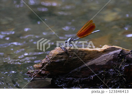 ニホンカワトンボ　川辺　橙色 123846413