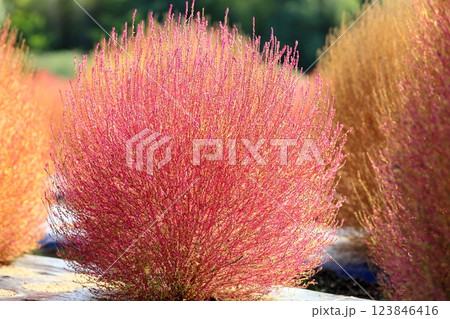 コキア　色づく　紅葉 123846416