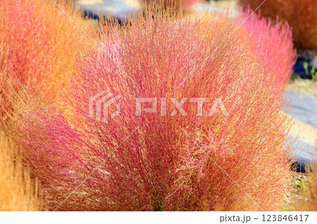 コキア 色づく 紅葉 コキア 色づく 紅葉 123846417