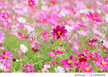 可愛い　コスモスの花 123846420