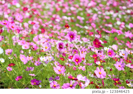 可愛い コスモスの花 可愛い コスモスの花 123846425
