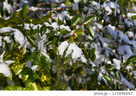 雪景色の遊び場、下馬中央公園 123846887