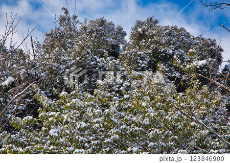 雪景色の遊び場、下馬中央公園 123846900