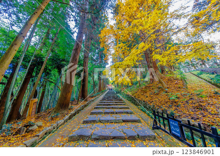 晩秋の瑞鳳殿参道(宮城県仙台市青葉区) 晩秋の瑞鳳殿参道(宮城県仙台市青葉区) 123846901
