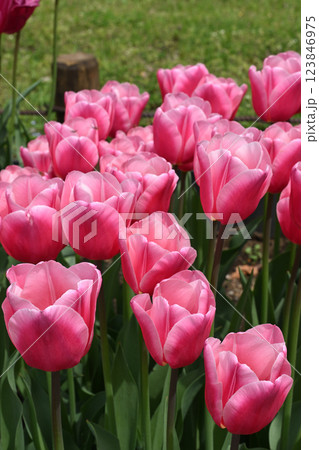 ミルク・シェイク ミルク・シェイク 123846975