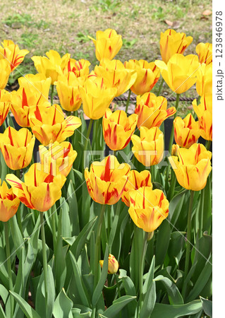 ワシントン ワシントン 123846978