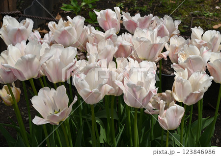 アプリコット・プライド 123846986