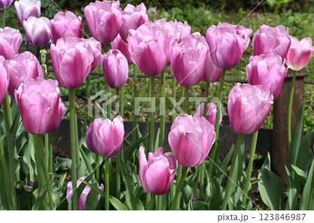 アルゴス 123846987