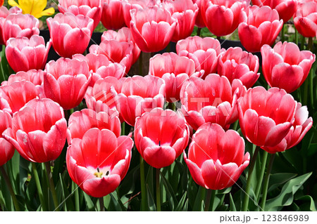 タイムレス タイムレス 123846989