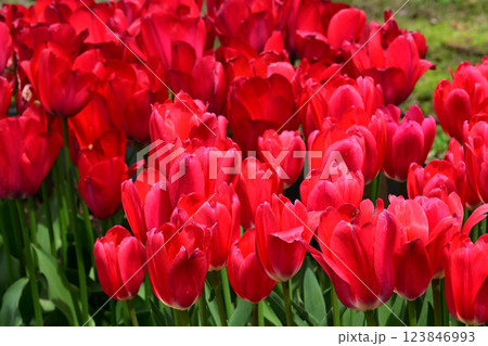 チューリップ チューリップ 123846993