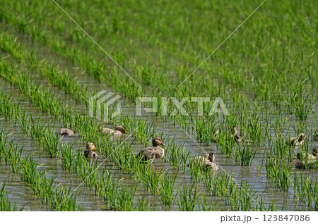 丹波篠山の景色 123847086