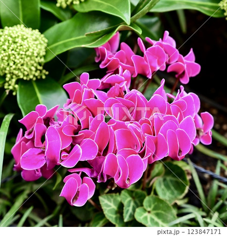 シクラメンの花 123847171