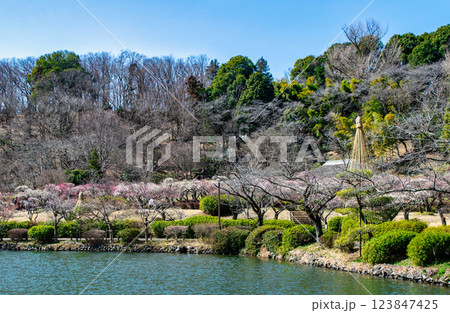 東京都町田市 薬師池公園 梅園 都指定名勝 東京都町田市 薬師池公園 梅園 都指定名勝 123847425