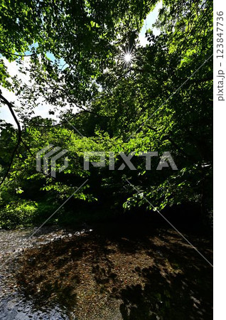 新緑の木谷沢渓流 123847736