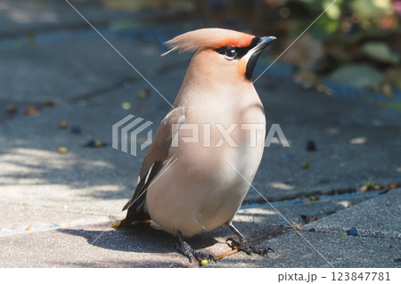 キレンジャク 123847781