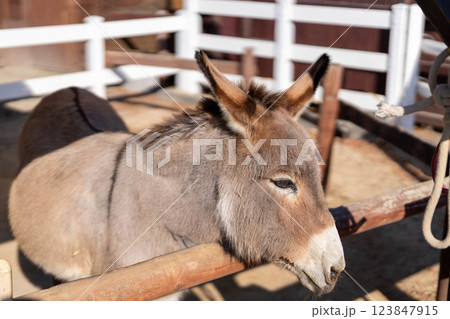 のんびりとしたロバの横顔 123847915