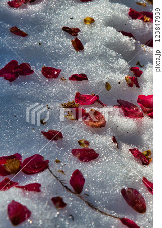 春まじかのグリーンセンター 春まじかのグリーンセンター 123847939