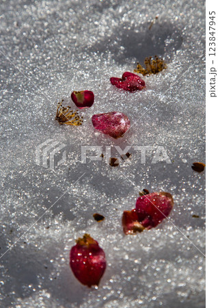 春まじかのグリーンセンター 春まじかのグリーンセンター 123847945