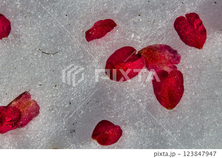 春まじかのグリーンセンター 123847947