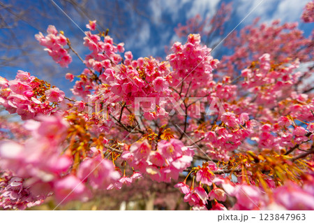 静岡県伊豆市八木沢　丸山スポーツ公園に咲く満開の土肥桜原木 123847963