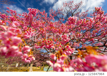 静岡県伊豆市八木沢　丸山スポーツ公園に咲く満開の土肥桜原木 123847964