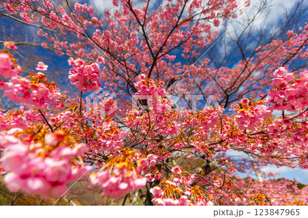 静岡県伊豆市八木沢　丸山スポーツ公園に咲く満開の土肥桜原木 123847965