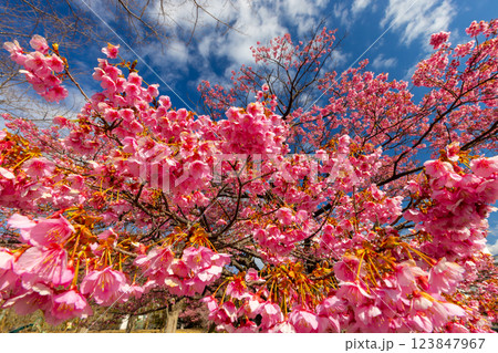静岡県伊豆市八木沢　丸山スポーツ公園に咲く満開の土肥桜原木 123847967