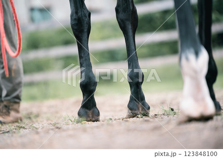 involved with horses involved with horses 123848100