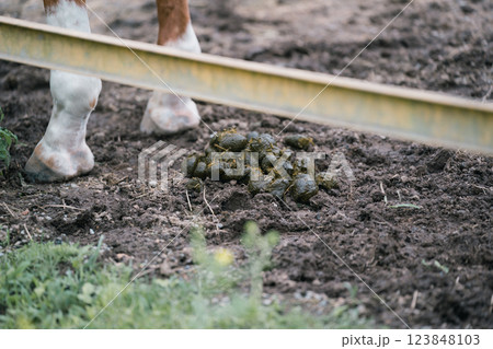 involved with horses involved with horses 123848103