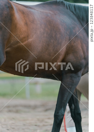 involved with horses 123848117