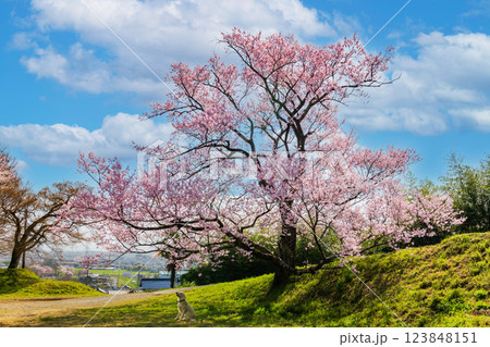 青空に映える桜 青空に映える桜 123848151