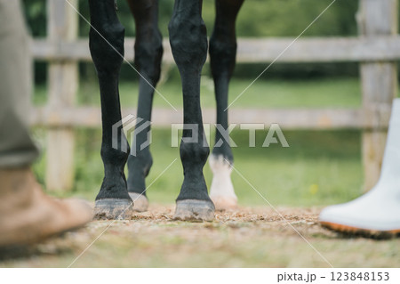 involved with horses 123848153